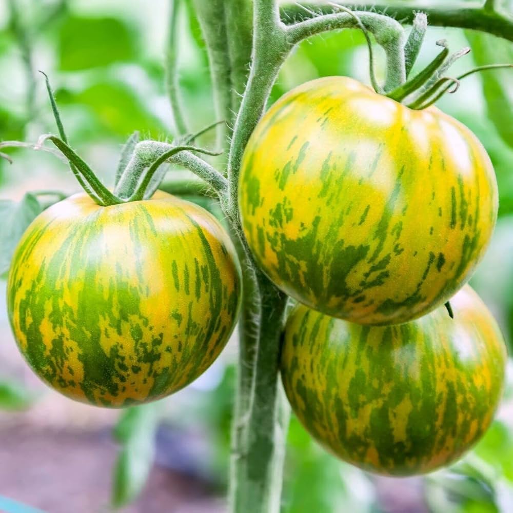 Green Zebra Tomato Seeds Solanum lycopersicum for Planting in Urban Garden and Vegetable Bed