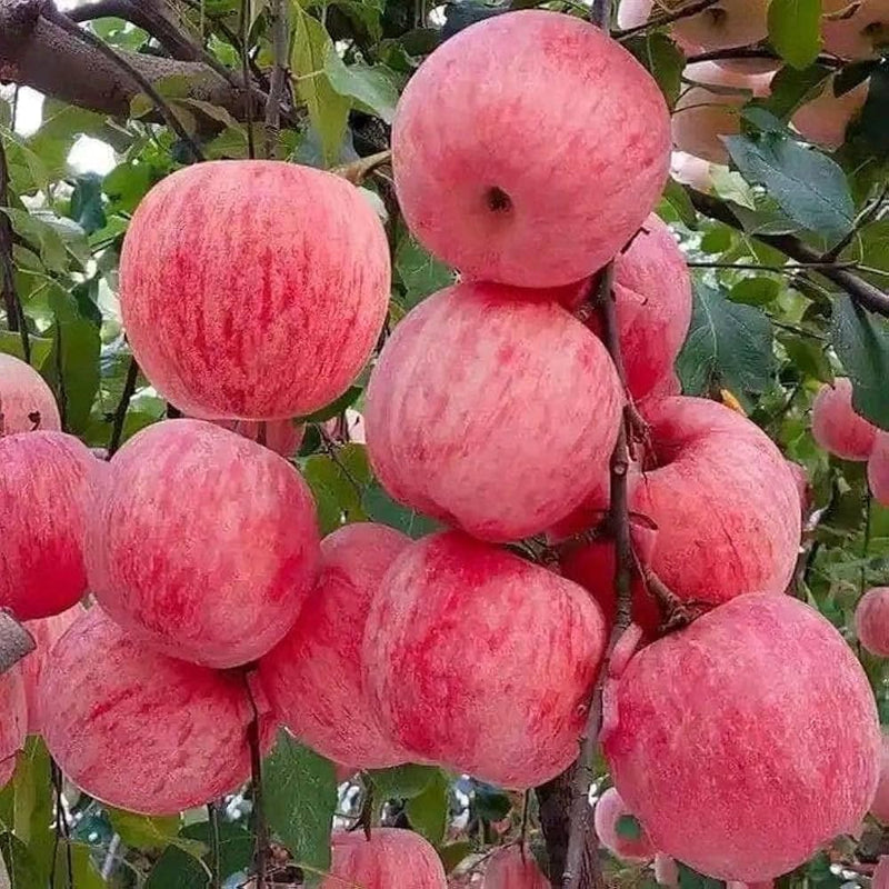 Premium Pink Apple Tree Seeds for Planting - Grow Your Own Delicious Apples