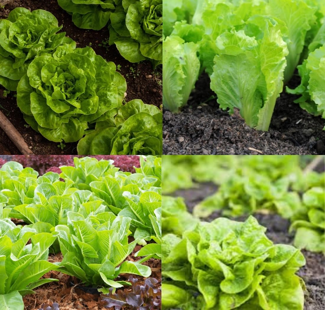 Mixed Lettuce Seeds for Planting