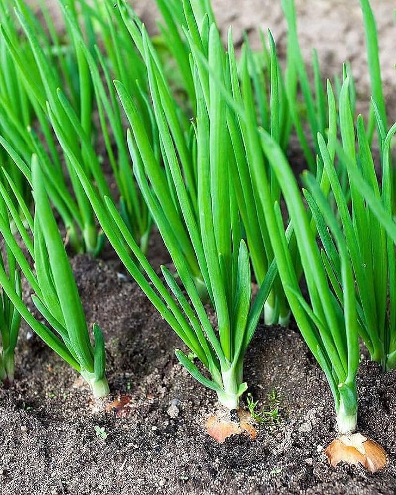 Scallion Vegetable Seeds  Perfect for Planting