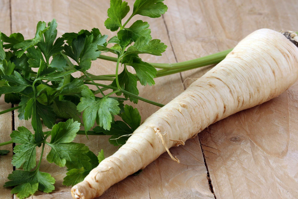 Hamburg Rooted Parsley Petroselinum crispum Seeds for Planting kitchen herb garden