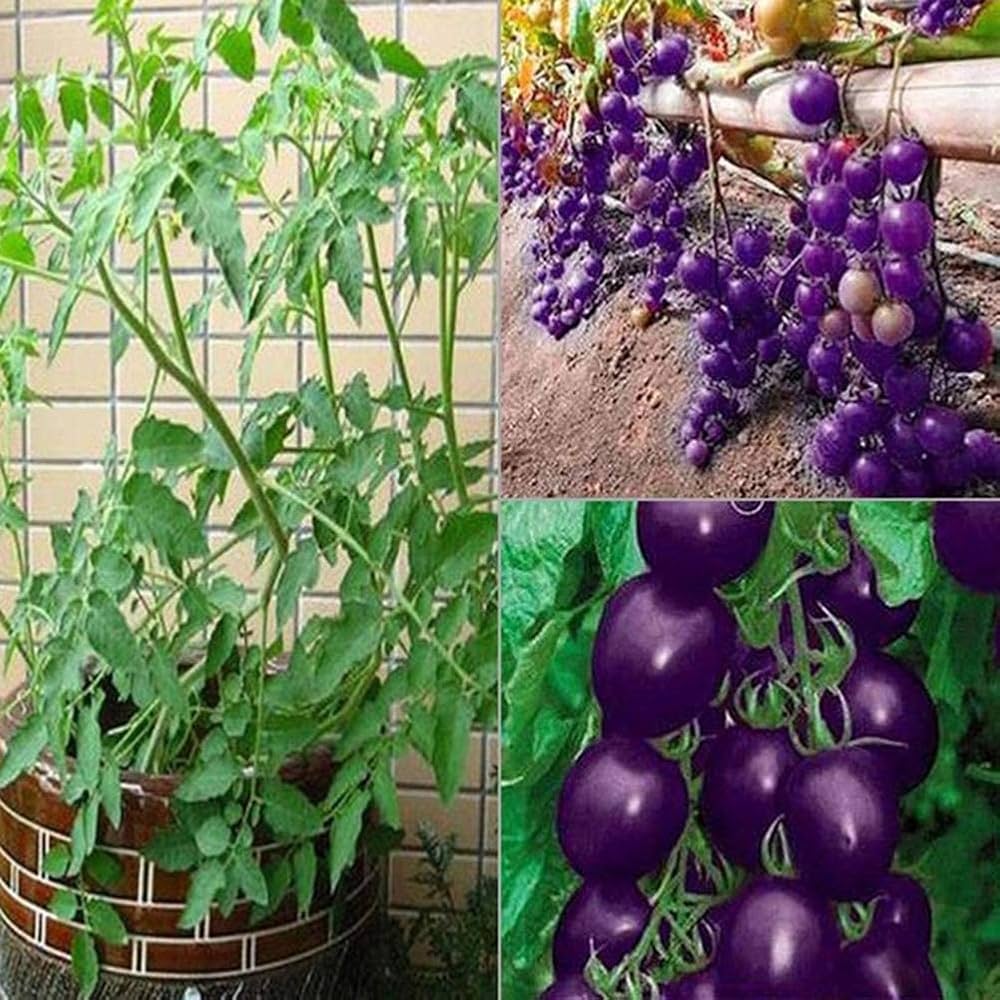 Organic Purple Cherry Tomato Seeds
