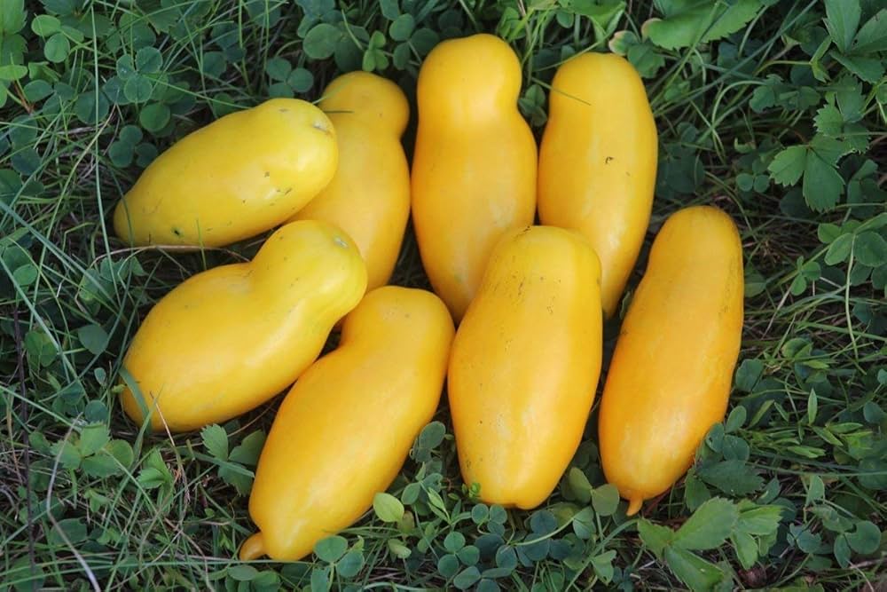 Banana Legs Tomato Seeds for Planting vegetable patch
