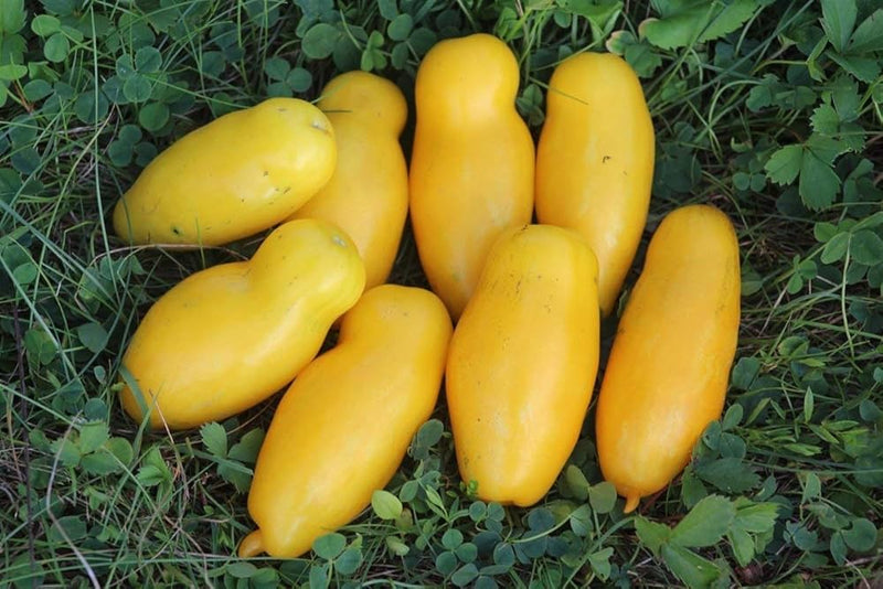 Banana Legs Tomato Seeds for Planting vegetable patch