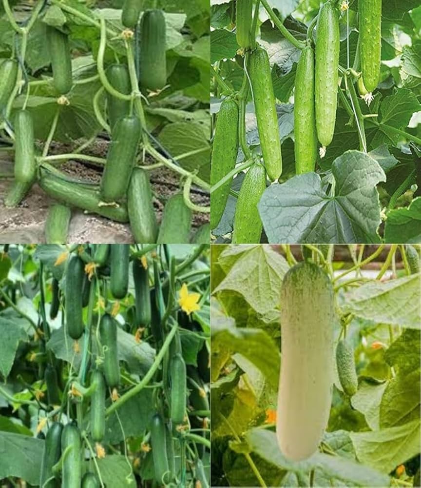 Sorvanets F1 Cucumber Seeds – Disease-Resistant and High-Yielding