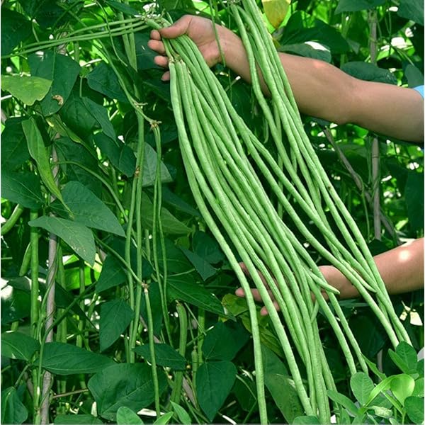Long Bean Vegetable Seeds: Essential Guide for Successful Planting
