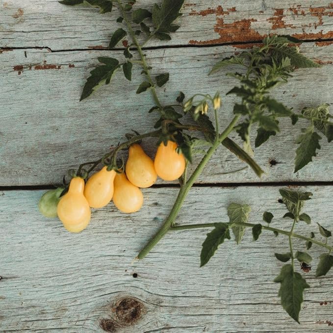 Tomato Heirloom Yellow Pear Seeds for Sweet, Pear-Shaped Tomatoes