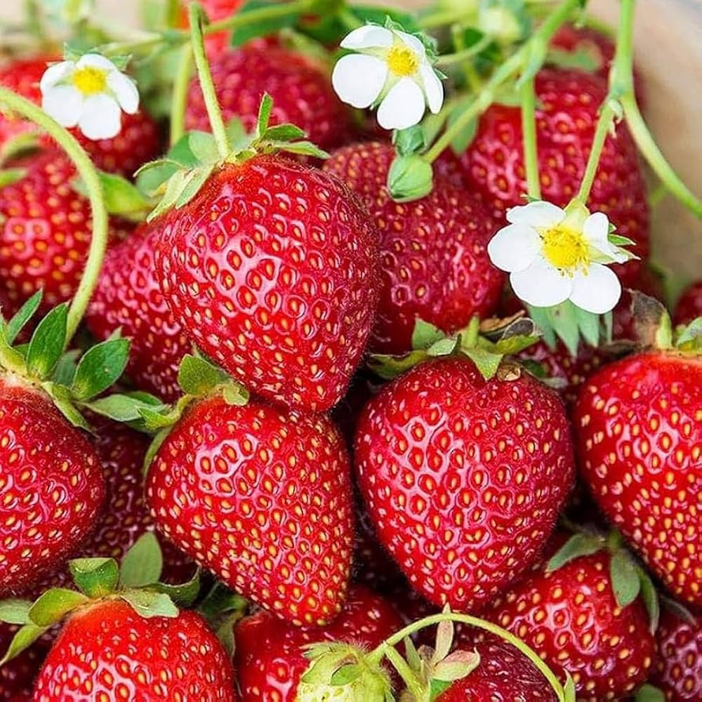 Strawberry Planting Seeds for Lush Garden Fruits - Easy to Grow