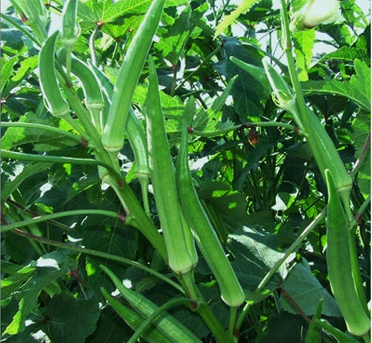Green Clemson Vegetable Garden Seeds for Planting