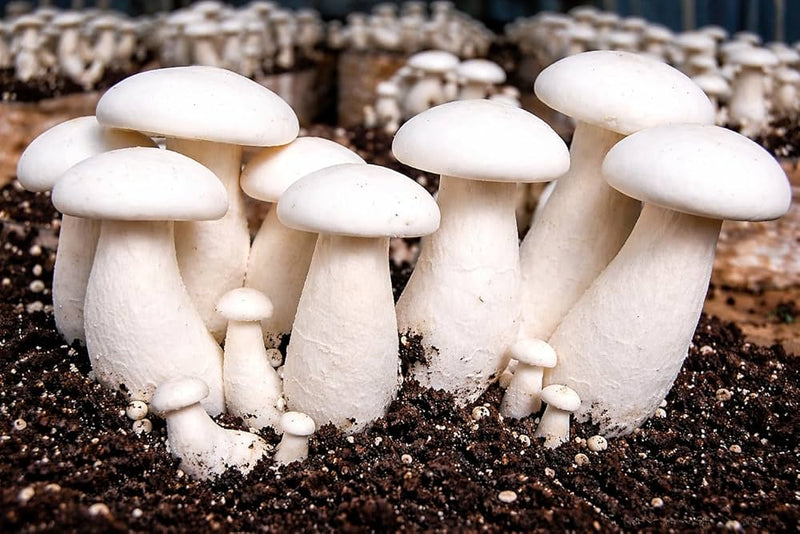 White Mushroom Vegetable Seeds for Easy Planting
