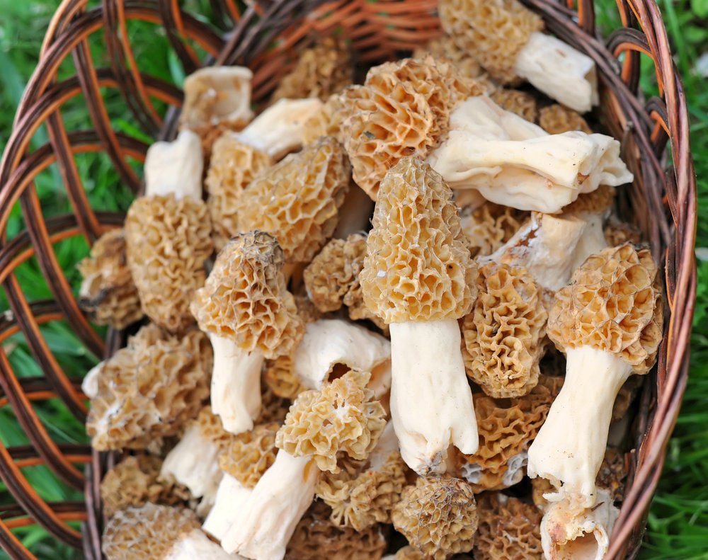 Morel Mushroom Seeds for Home Planting