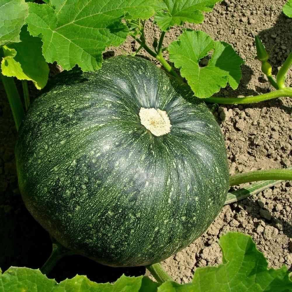 Green Cucurbita Pepo Ficifolia Seeds for Easy Planting