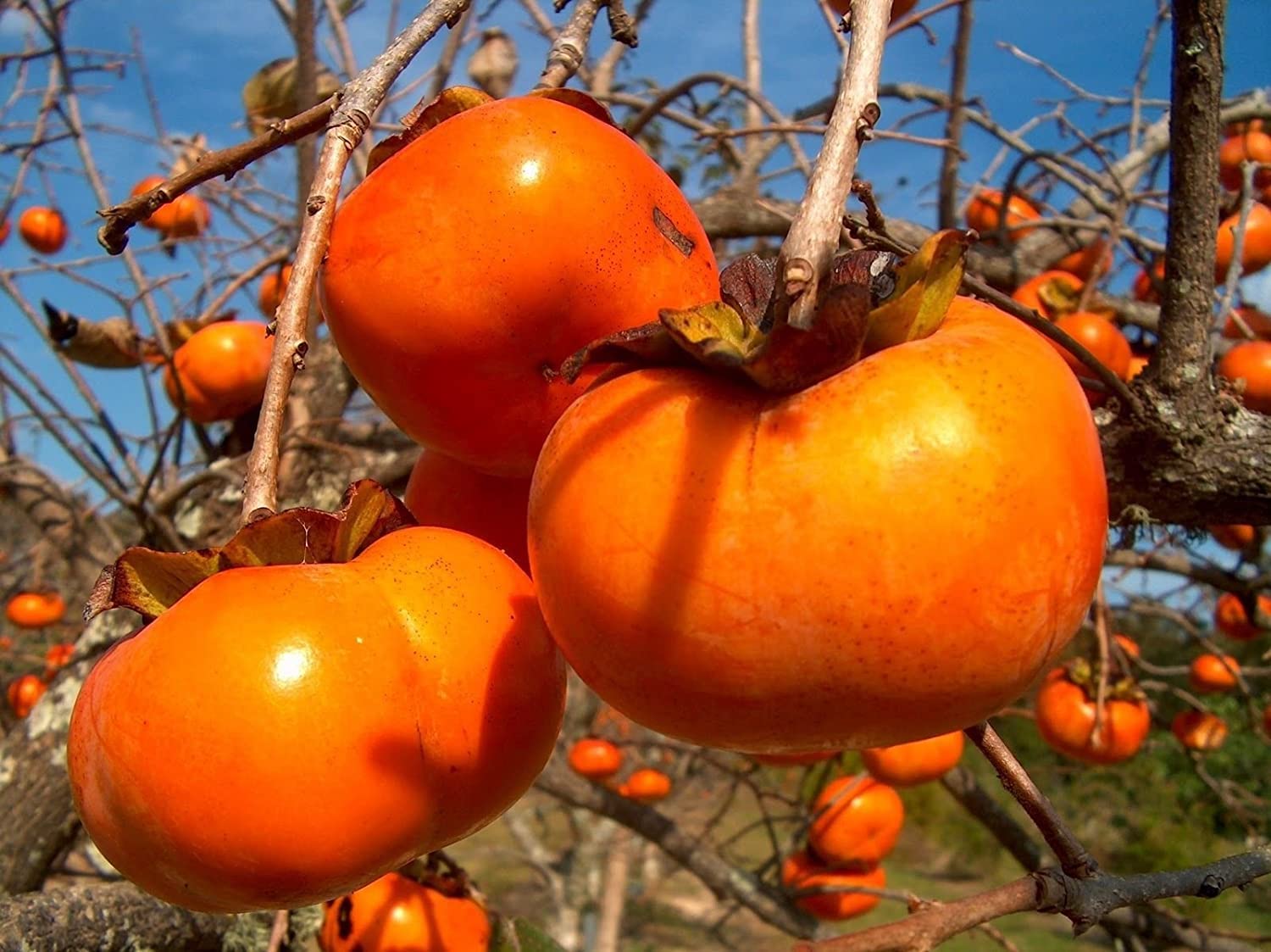 Orange Diospyros Seeds  Perfect for Your Garden