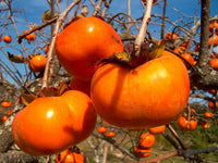 Orange Diospyros Seeds  Perfect for Your Garden