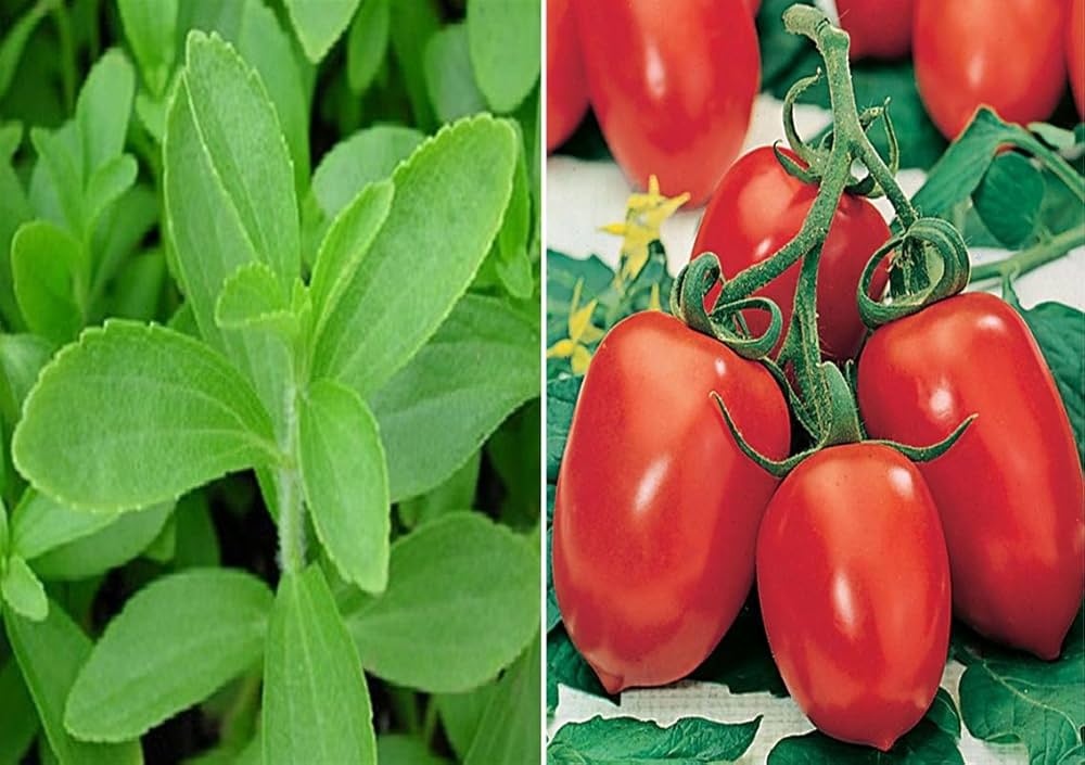 Roma VF Tomato Seeds for Planting Home Garden Vegetable Patch