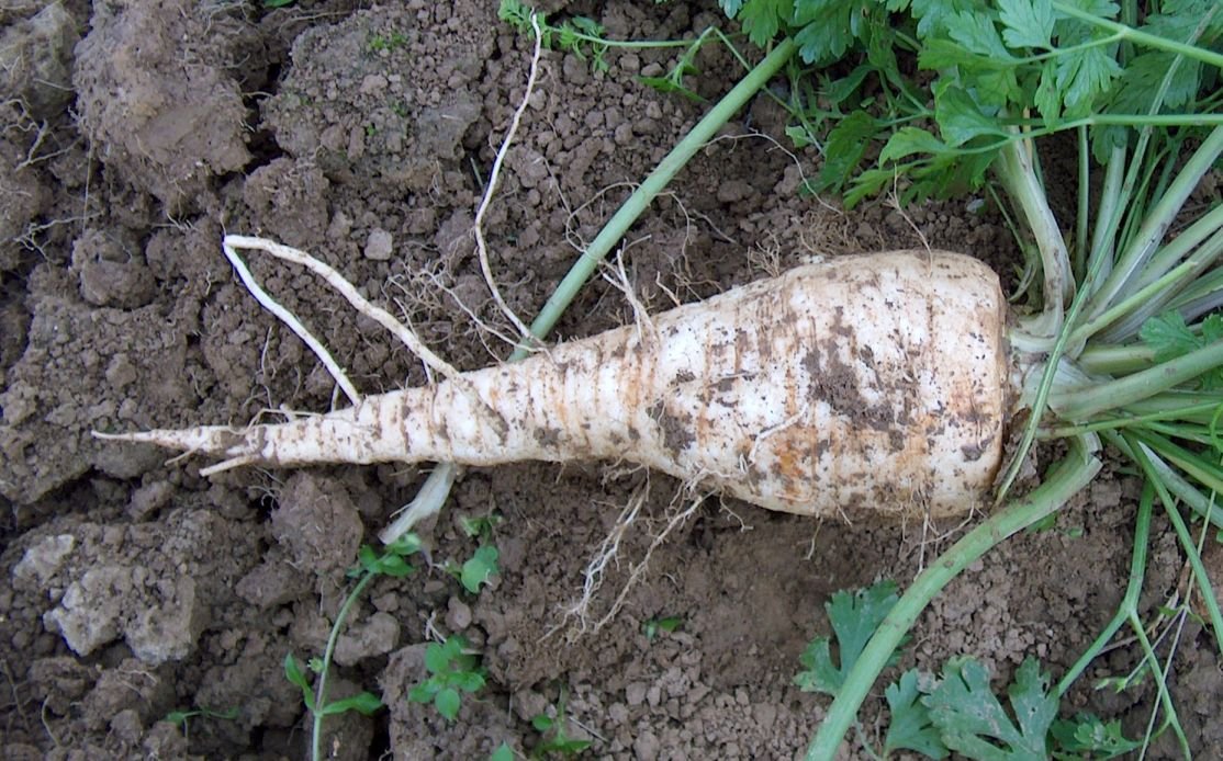 Hamburg Root Parsley Seeds (Petroselinum Cr. tuberosum) for Dual-Use