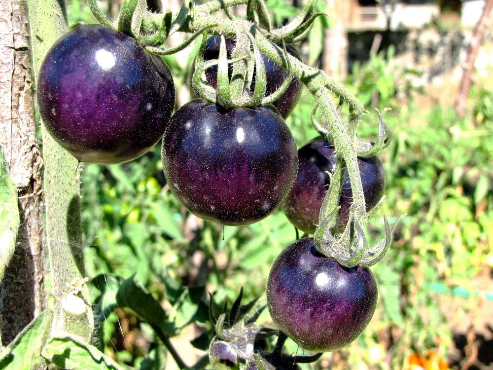 Purple Tomato Seeds Solanum lycopersicum for Planting in Raised Bed and Urban Garden