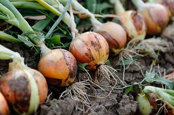 Onion Allium cepa Seeds for Planting in Vegetable Patch & Garden