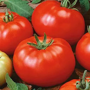 Brandywine Red Tomato Seeds for Sweet, Heirloom Red Tomatoes