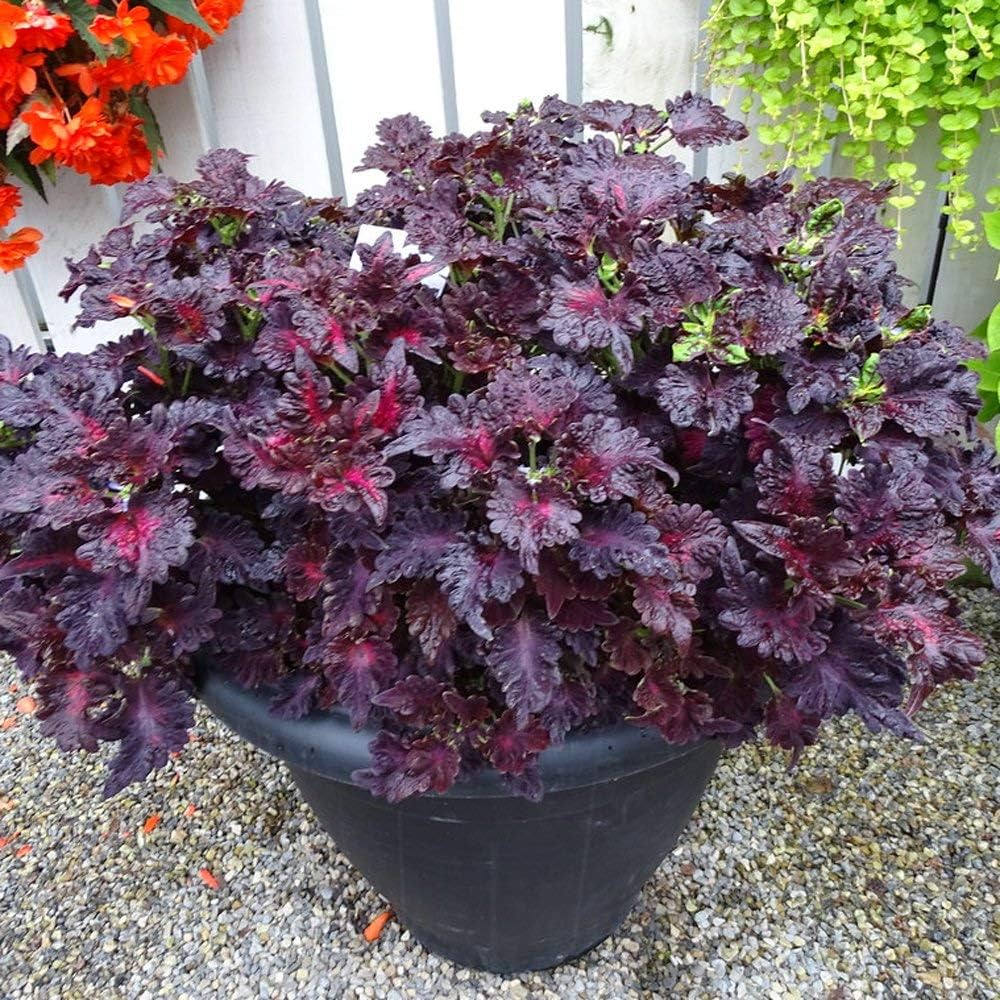 Black Dragon Coleus Flower seeds for Planting - Long Bloom Season, Heirloom & GMO Free Seeds for Home Garden