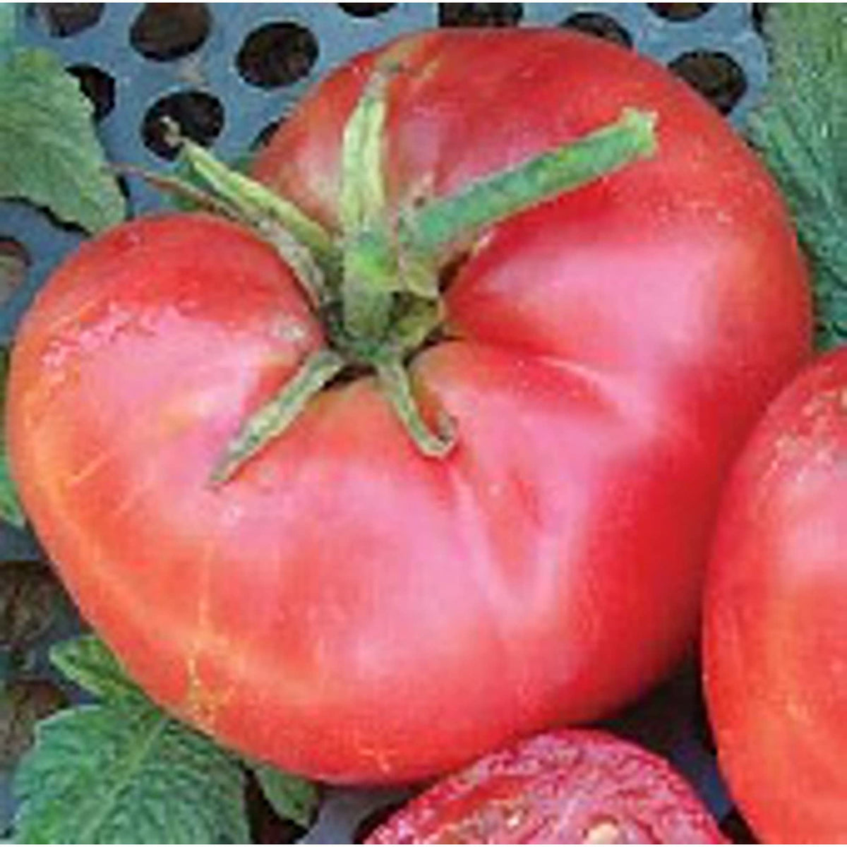 New Big Dwarf Tomato Solanum lycopersicum for planting in small garden