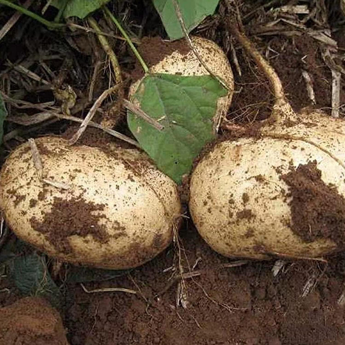 Jicama Vegetable Seeds for Planting