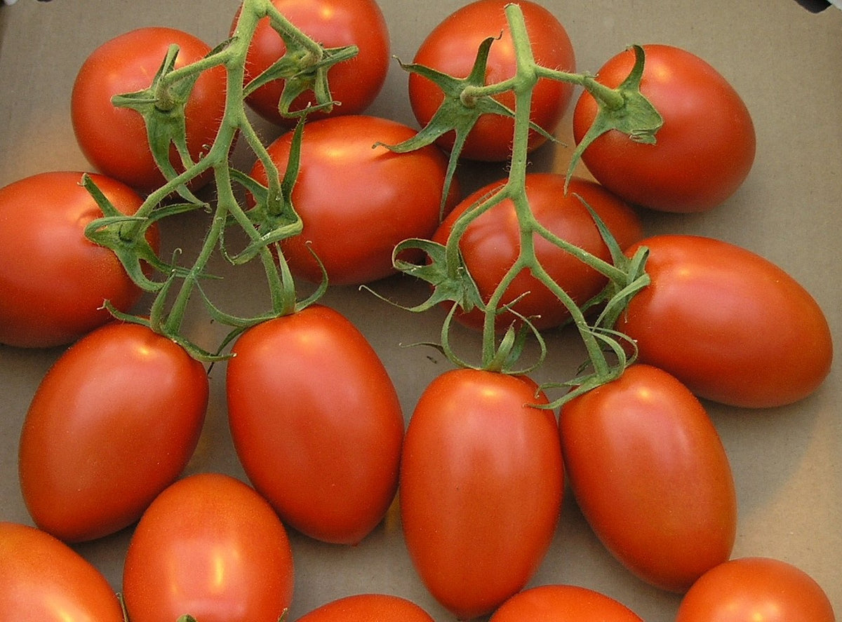 Roma VF Tomato Seeds for Planting Home Garden Vegetable Patch