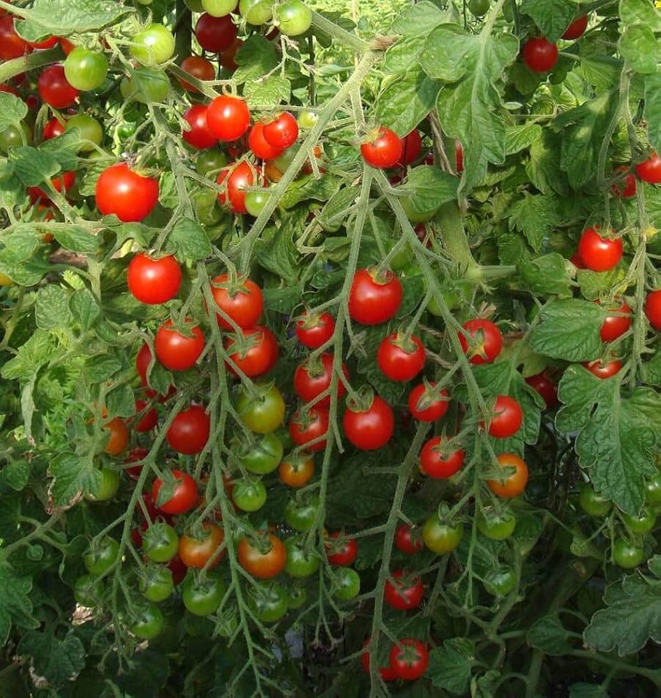 Cherry Tomato Seeds for Planting Solanum lycopersicum for vegetable patch and balcony pots