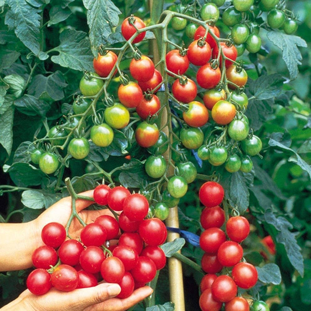 Mix Tomato Vegetable for Planting Seeds