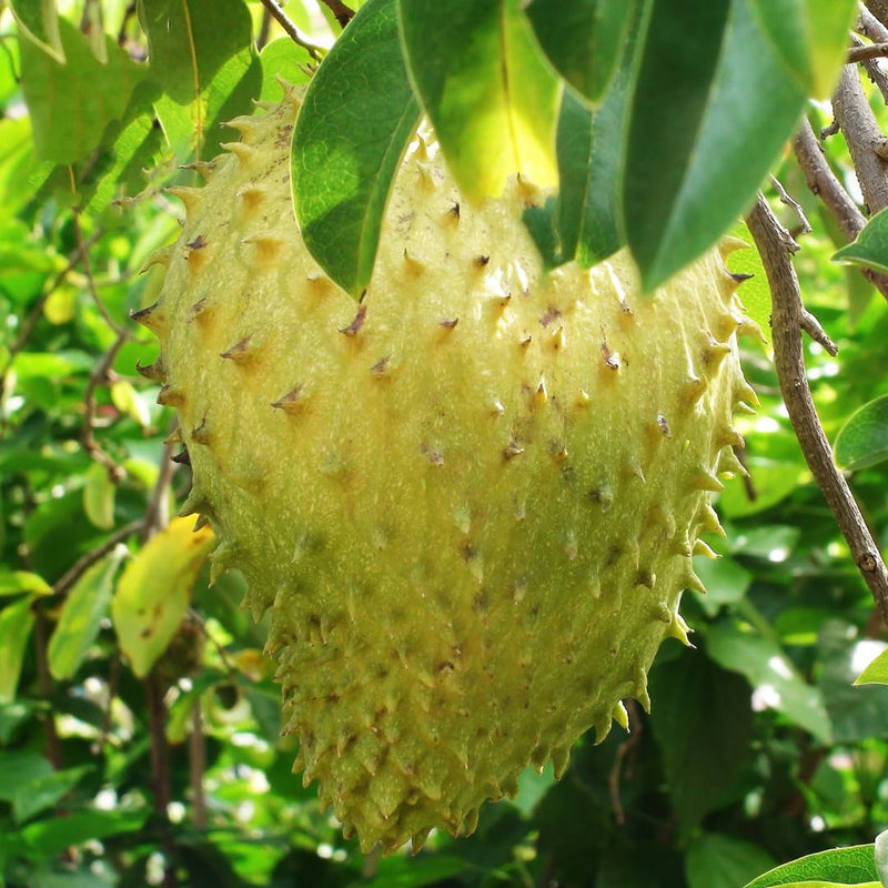 Giant Soursop Planting Seeds for Growing Exotic Fruit - Premium Quality, Easy to Grow