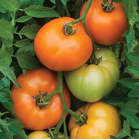 Orange Tomato Solanum lycopersicum Seeds for Planting in Vegetable Patch & Garden