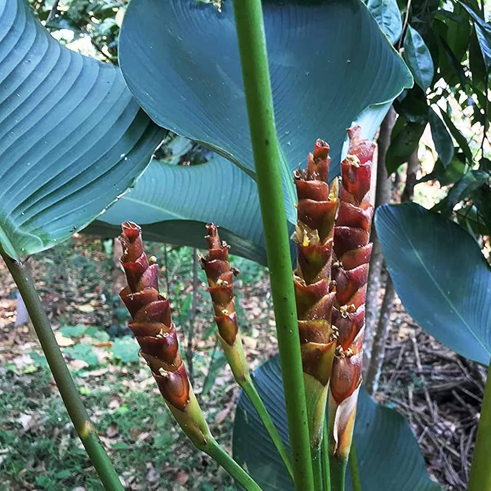 Brown Calathea Lutea for Planting - Drought Tolerant, Heirloom & GMO Free Seeds for Home Garden