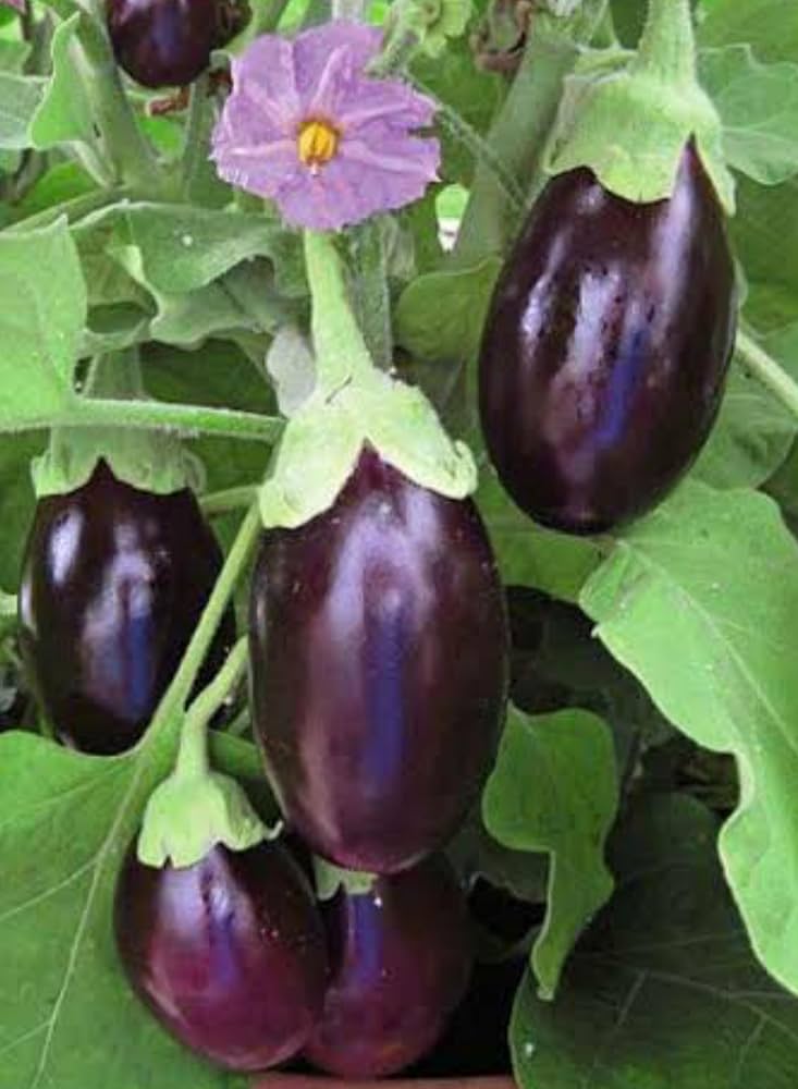 Mixed Eggplant Seeds for Vibrant Vegetable Gardens