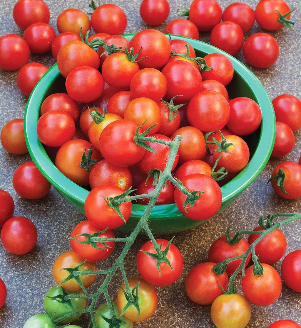 Cherry Tomato Seeds for Planting Solanum lycopersicum for vegetable patch and balcony pots