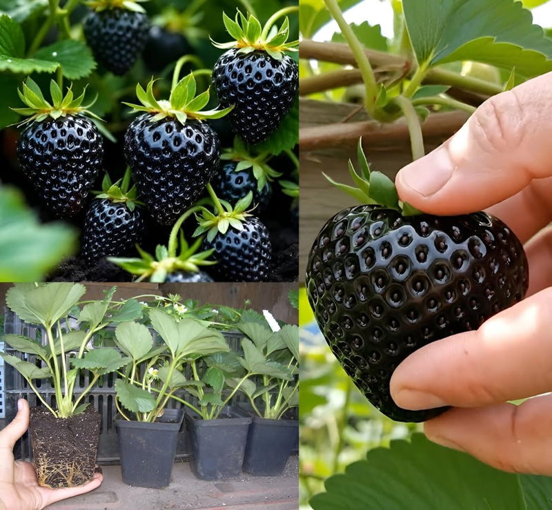 Rare Black Strawberries Seeds for Planting - Grow Unique Juicy Dark Strawberries in Your Garden