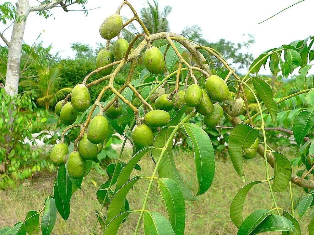 Spondias Fruit Planting Seeds  Grow Tropical Fruit Trees at Home