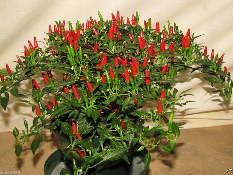Thai Sun Hot Pepper Capsicum annuum seeds