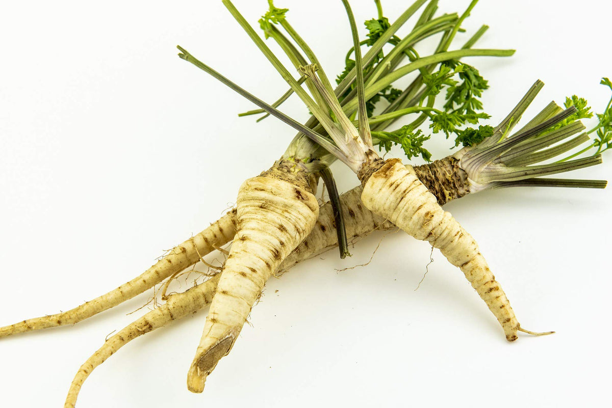 Hamburg Rooted Parsley Petroselinum crispum Seeds for Planting kitchen herb garden
