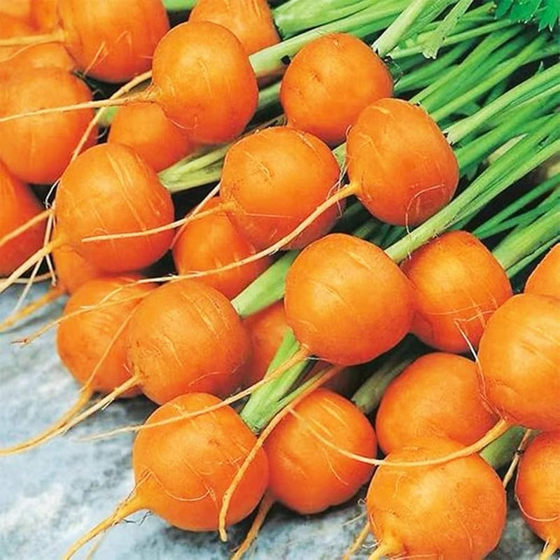 Premium Parisian Carrot Seeds Ideal for Planting