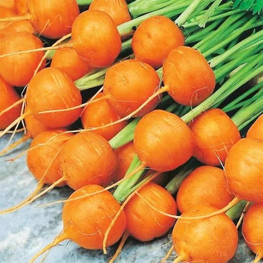 Premium Parisian Carrot Seeds  Ideal for Planting