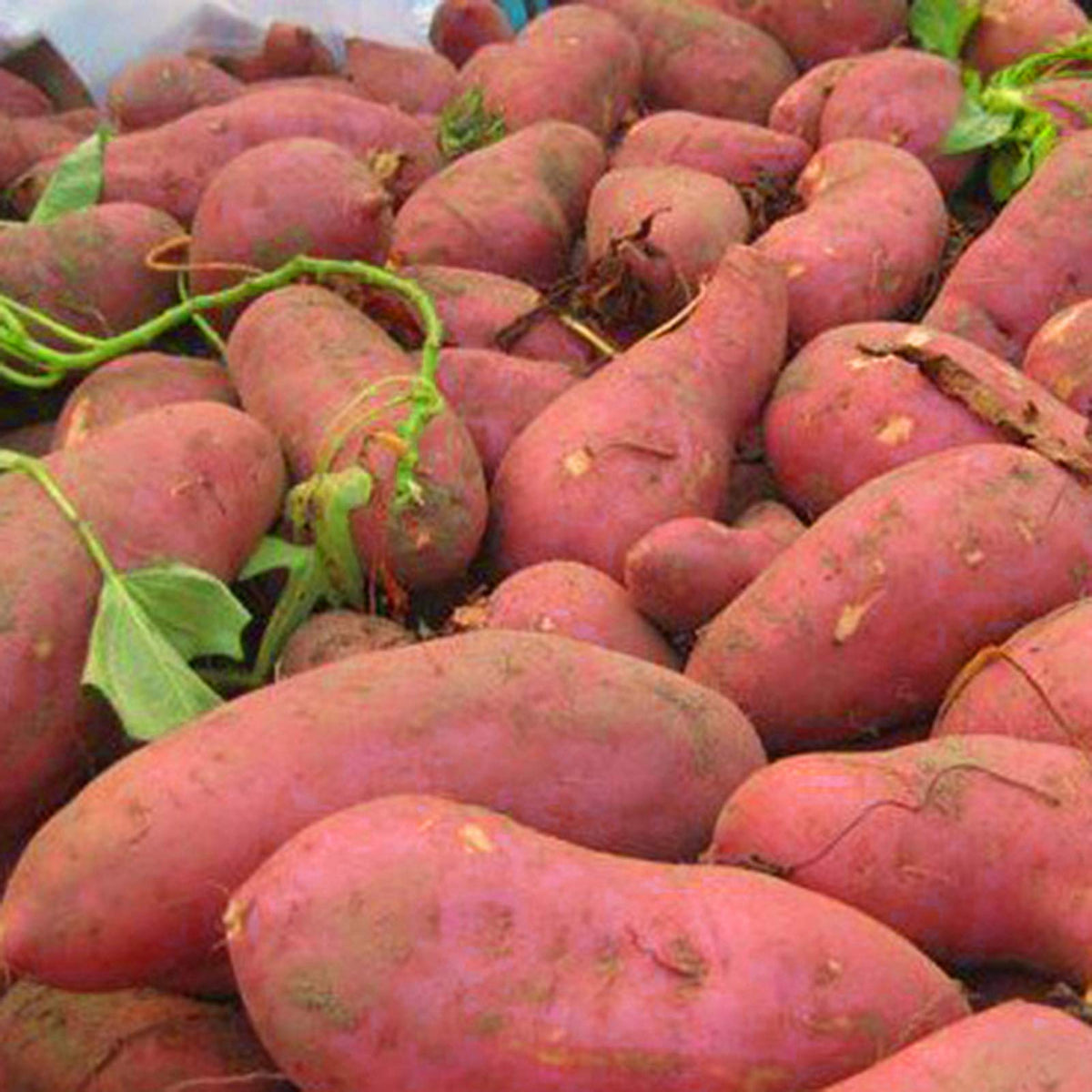 Sweet Potato Ipomoea batatas Plant Seeds