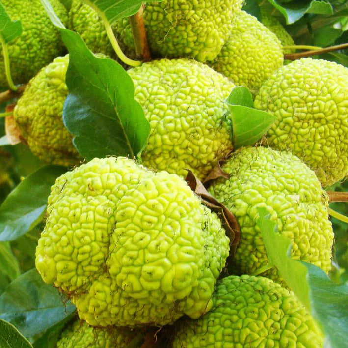 Osage Fruit Seeds for Planting  Hardy & Drought-Resistant Tree Seeds