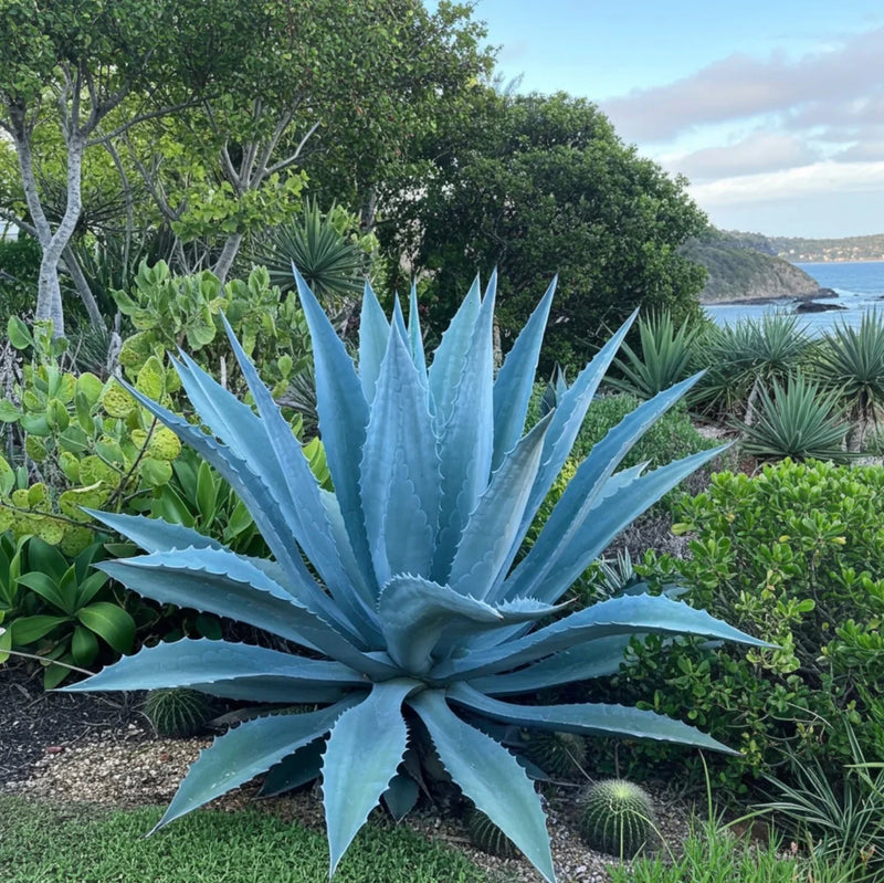 Blue Maguey Aloe Flower seeds for Planting - Easy to Grow, Heirloom & GMO Free Seeds for Home Garden
