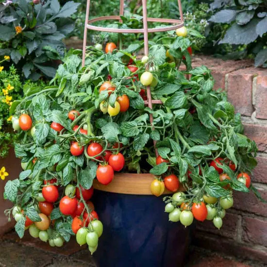 Red Bonsai Tomato Planting Seeds for Home Gardens