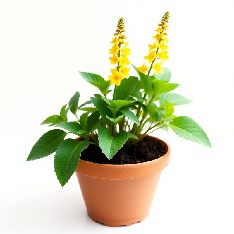 Yellow Verbascum Thapsus Flower seeds for Planting - Seasonal Bloomer, Heirloom & GMO Free Seeds for Home Garden