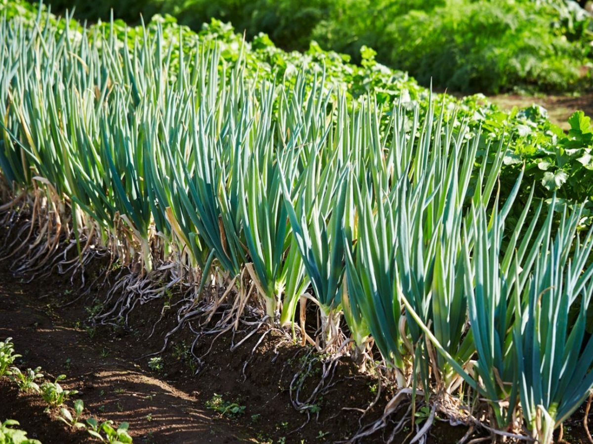 Scallion Vegetable Seeds  Perfect for Planting
