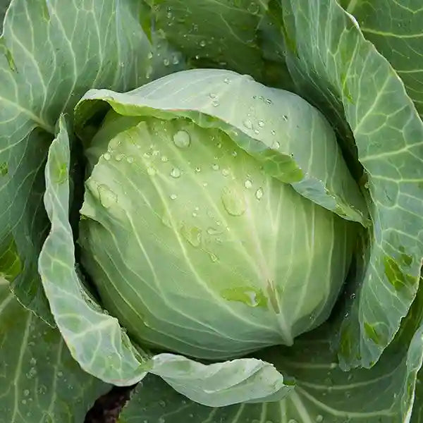 Golden Acre Cabbage Seeds for Planting - High Yield Variety