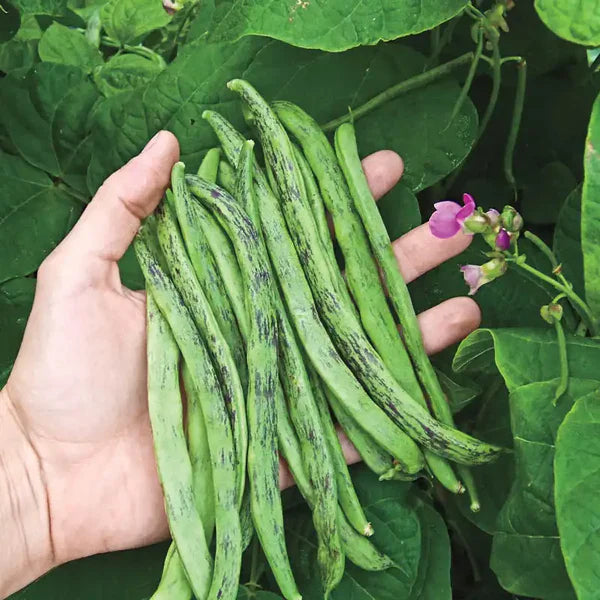 Green Black Rattlesnake Bean Seeds for Planting