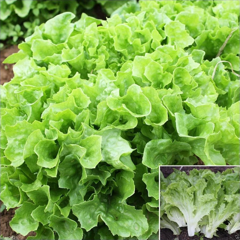 Mixed Lettuce Seeds for Planting