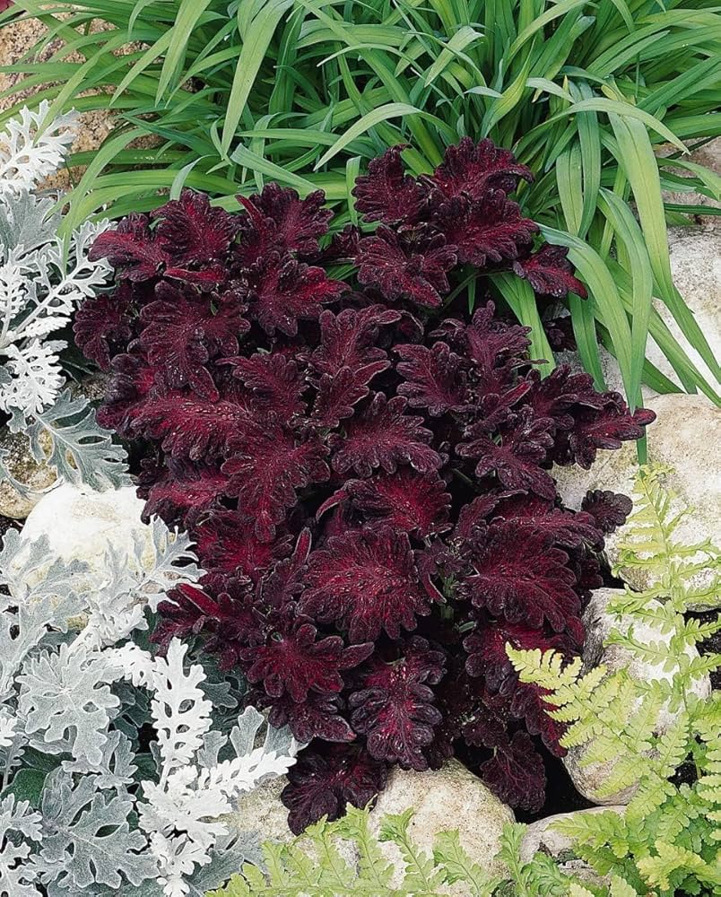 Black Dragon Coleus Flower seeds for Planting - Long Bloom Season, Heirloom & GMO Free Seeds for Home Garden